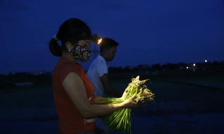 Vợ chồng anh Nhật-chị Hương đi cấy lúa lúc 2h sáng