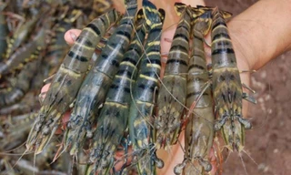 Giá tôm thẻ chân trắng tăng vọt 30%