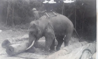 Hiện ở Lâm trường Trường Sơn (Quảng Bình) vẫn còn một chú voi chuyên làm nhiệm vụ khai thác gỗ, mọi người cho rằng đó là hậu duệ của Bạc Nòi