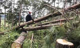 Rừng do Ban quản lý rừng phòng hộ Lâm Hà quản lý bị tàn phá 