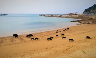 Quảng Ninh tính chuyện đưa lợn ra đảo “trốn” dịch