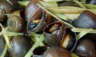 Dược thiện từ món ốc nhồi hấp sả