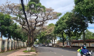 Hàng chục cây hoa sữa khô héo: Không có dấu hiệu đầu độc?