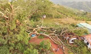 Cây đa di sản hơn 200 tuổi, tán rộng hơn 1.000m2 ở 'Vịnh Hạ Long trên núi' bị gãy đổ