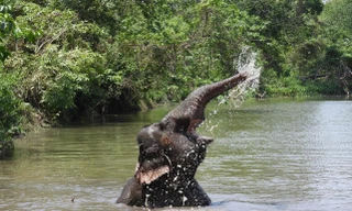 Ngừng chở khách, voi 'thỏa thích vui đùa' dưới nước khi được thả về rừng