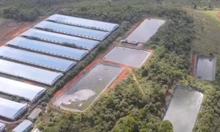 Doanh nghiệp nuôi lợn ở Đắk Nông bị xử phạt hơn 1,4 tỷ đồng