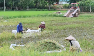 Mưa lớn, vỡ đê, người dân vật lộn cứu hơn 750 ha lúa đang chín