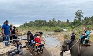 Đắk Lắk lên tiếng vụ voi bị 'vắt kiệt sức' phục vụ khách chơi Tết