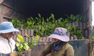 Giá cao kỷ lục, cây giống ‘cháy’ hàng, cảnh báo việc phá rừng trồng cà phê