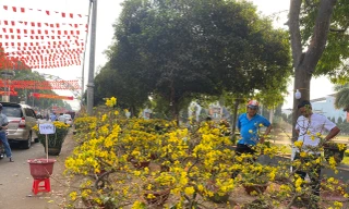 Mai Tết nở bung, treo biển 'xả ngày cuối' vẫn ế