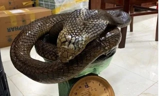 Khởi tố người phụ nữ nhét rắn hổ chúa vào bình thủy tinh đem đi bán