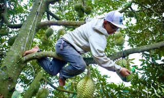 Kiếm tiền triệu mỗi ngày nhờ nghề gõ loại quả đầy gai