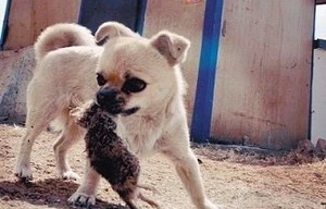 Bú sữa mèo, chú chó thành 'ngôi sao' diệt chuột