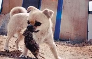Bú sữa mèo, chú chó thành 'ngôi sao' diệt chuột