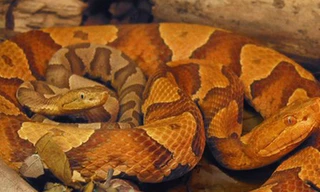 Rắn 'không chồng mà chửa'