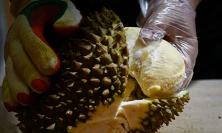 Đừng ăn sầu riêng trước khi lái xe nếu không muốn gặp rắc rối