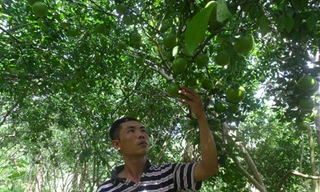 Biến đất phèn thành cánh đồng trăm triệu