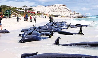 Cá voi bị stress do thiết bị săn tàu ngầm của quân đội