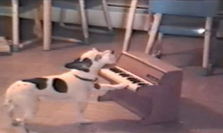 Khi chó biết chơi piano