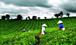 "Chè Thái, còn nhiều việc phải làm"