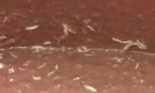 Kinh hoàng sa tế, tương ớt làm từ ...dòi bọ