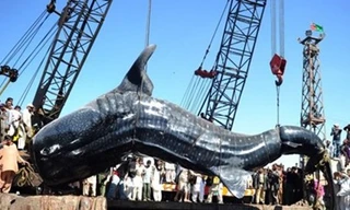 Cá mập voi khổng lồ được đưa vào bờ biển Pakistan