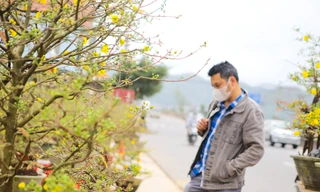 Mai vàng Bình Định khoe sắc 'níu chân' khách đi đường