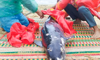 Xác cá voi nặng hơn 100kg đầy thương tích trôi dạt vào bờ biển Bình Định