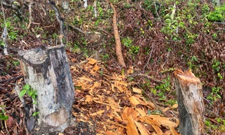 Tin mới vụ phá gần 2ha rừng tự nhiên ở Bình Định