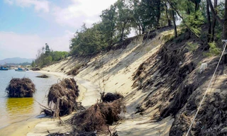 Biển xâm thực mạnh, nhiều cây dương chục năm tuổi bị xói đổ nằm trơ gốc