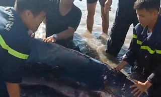 Cá nhà táng nặng hơn 2 tạ, dài 2,5m mắc cạn tại biển Quy Nhơn