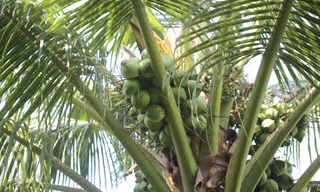 Độc lạ ‘cây dừa nhà tôi’