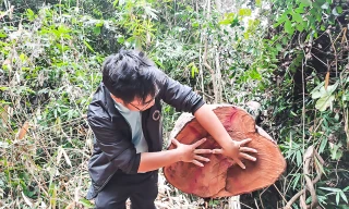 Vụ loạt cây gỗ đường kính lớn bị cưa xẻ, Kiểm lâm Bình Định nói gì?