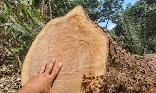 Chuyển cơ quan điều tra vụ khai thác trái phép rừng phòng hộ ở Bình Định 