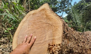 Chuyển cơ quan điều tra vụ khai thác trái phép rừng phòng hộ ở Bình Định 