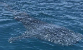 Cá mập voi bơi lội tung tăng ở vùng biển Bình Định