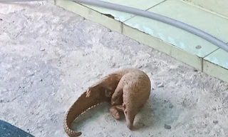 Đi làm về phát hiện cá thể tê tê Java băng qua đường