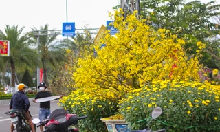 Mai vàng khoe sắc, hoa Tết xuống phố biển Quy Nhơn