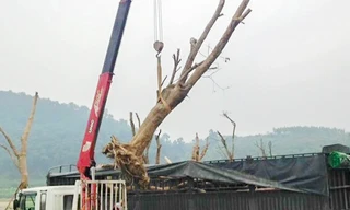 Cẩu cây duối, cần sắt máy cẩu gãy đè người lái tử vong