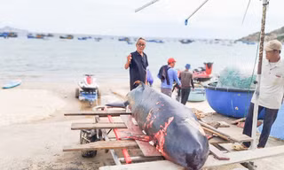 Cá voi nặng 50 kg dạt vào bờ biển trước Lăng Ông Nam Hải