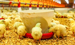 ‘Khai tử’ dự án chăn nuôi công nghệ cao hơn 500 tỷ ở Bình Định 