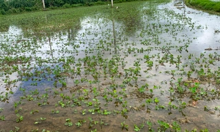 Mưa bất thường, hơn 50ha trồng đậu của người dân Bình Định ngập úng