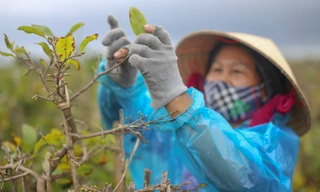 Thủ phủ mai vàng miền Trung 'thay áo' mới đón Tết