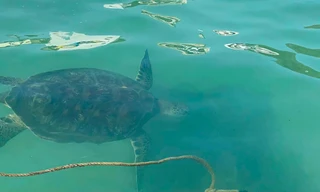 Xem rùa biển bơi tung tăng dưới mặt biển trong vắt ở Bình Định