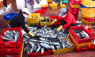 Quy định kích thước cá ngừ 'đánh đố' ngư dân, nhiều tàu nằm bờ