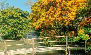 Cảnh sắc mộng mơ hoa trang bên suối Tà Má