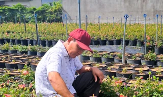 Ngắm vườn sâm quý 'tiến vua' ở Bình Định cho thu nhập hàng trăm triệu đồng