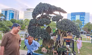 Chiêm ngưỡng những cây bonsai độc đáo