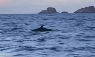 Đàn cá heo trăm con xuất hiện ở vùng biển Quy Nhơn