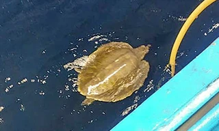 Ngư dân cứu cá thể đồi mồi dứa quý hiếm nặng 12kg dính lưới